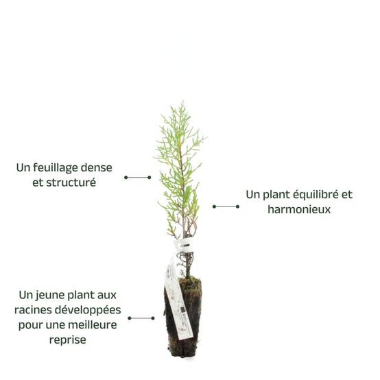 Cyprès de l'Arizona (Cupressus arizonica) - Godet - Taille 20/40cm - Pépinières Naudet - Imagen 3