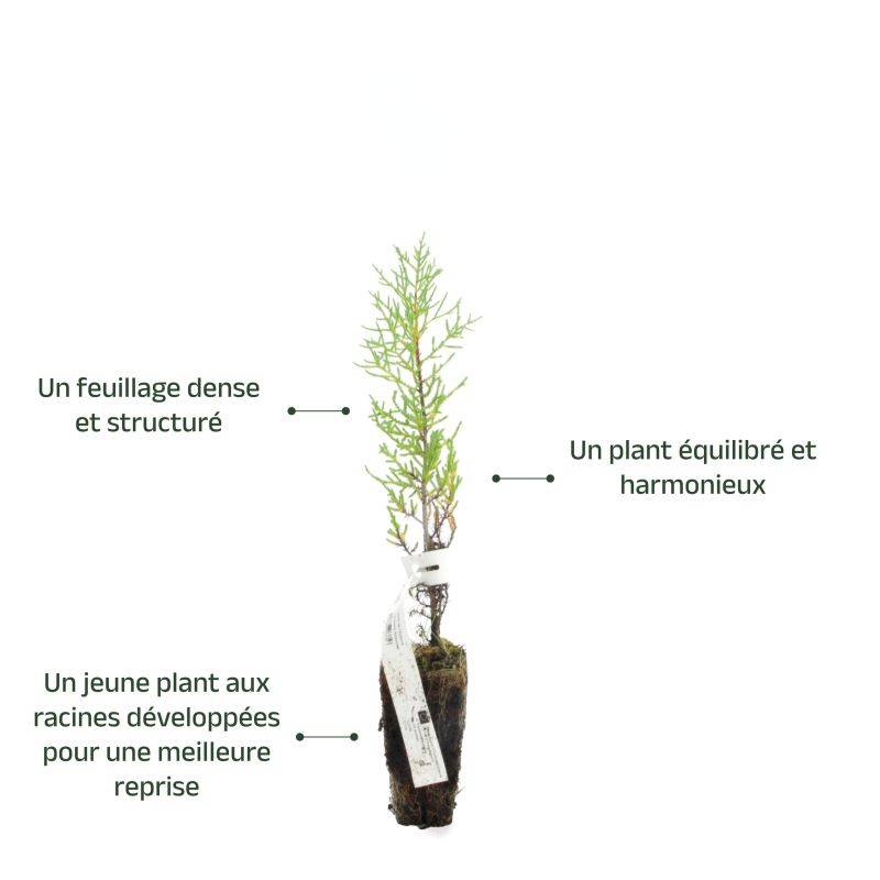 Cyprès de l'Arizona (Cupressus arizonica) - Godet - Taille 20/40cm - Pépinières Naudet - Imagen 3
