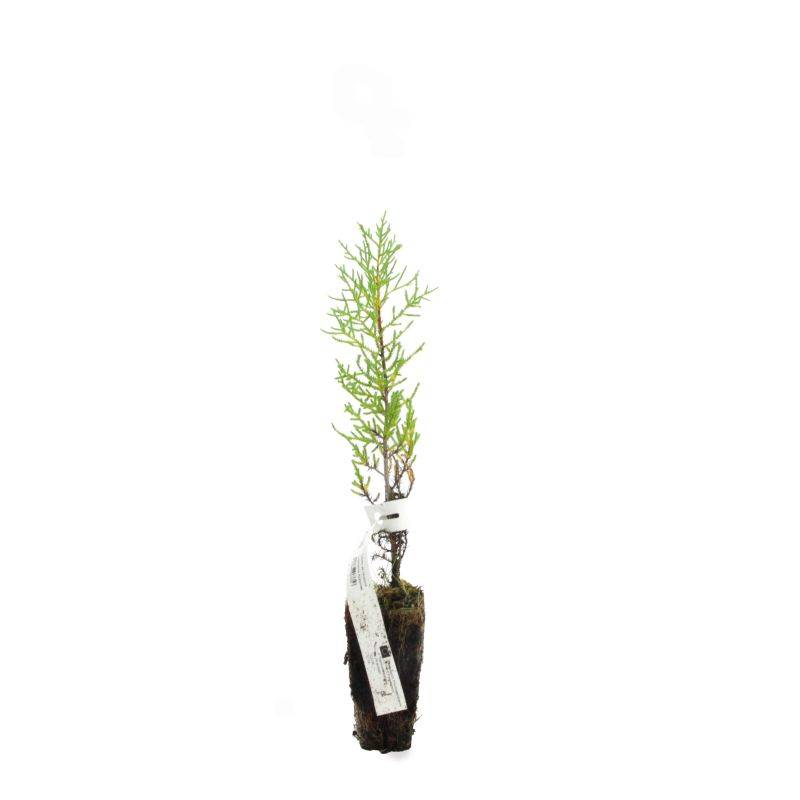 Cyprès de l'Arizona (Cupressus arizonica) - Godet - Taille 20/40cm - Pépinières Naudet - Imagen 2