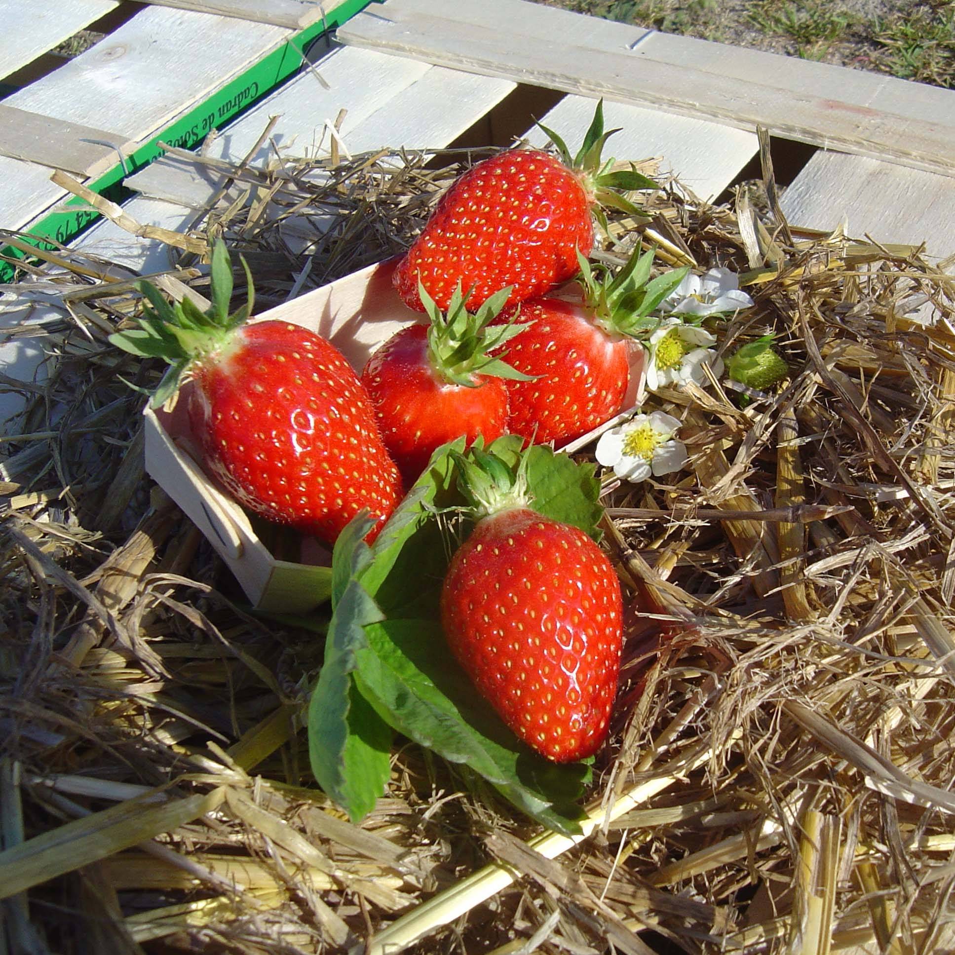 Promesse de Fleurs - Fraisier Gariguette (non remontant) Bio Motte 5 cm x 7 cm (par 3)