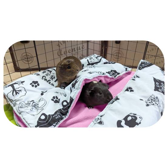 Coussin Polaire pour Cochon d'Inde et Lapin - 30 x 26 cm - Absorbant et Confortable - Neo Solvo - Image 2