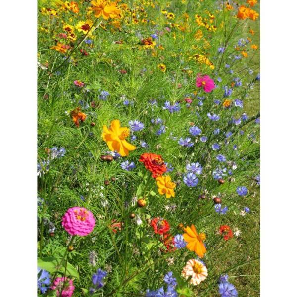 BHS - Mélange de fleurs pour coccinelles - BHS - 230 g - 15 variétés annuelles et 7 vivaces - Image 3