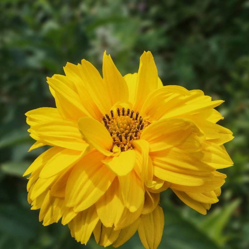 Hélénie Double Trouble, Helenium à fleurs Jaune/ - feuillage Caduc - Godet - 5/20 cm - Imagen 1