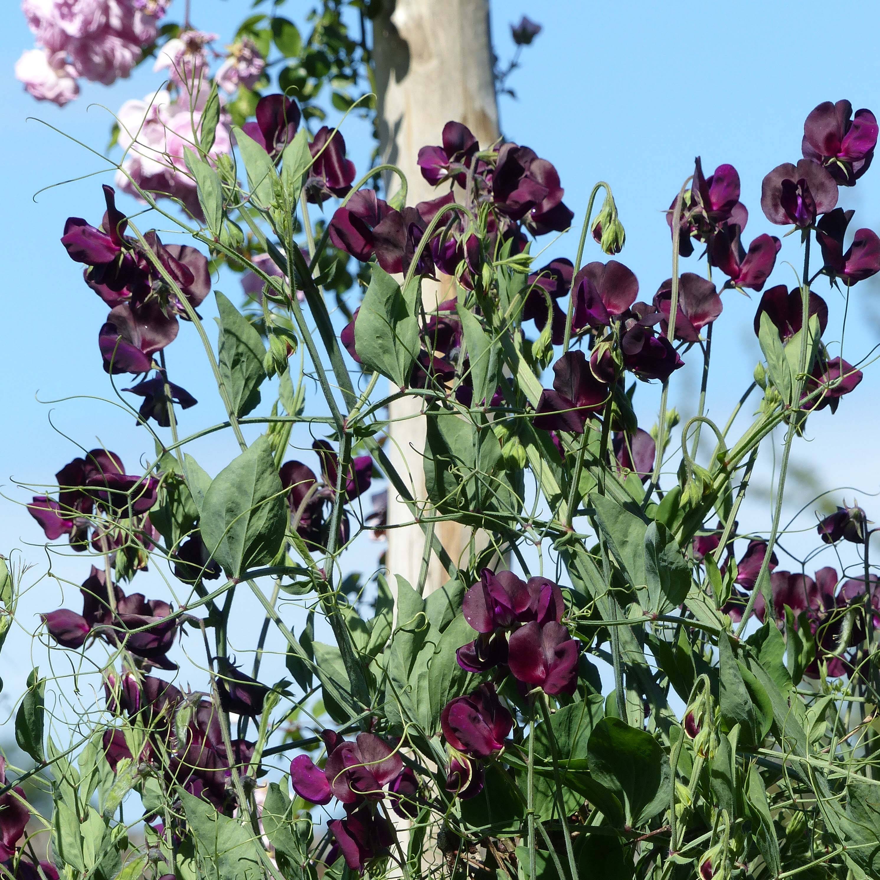 Graines de Pois de Senteur Beaujolais - Lathyrus odoratus Graines