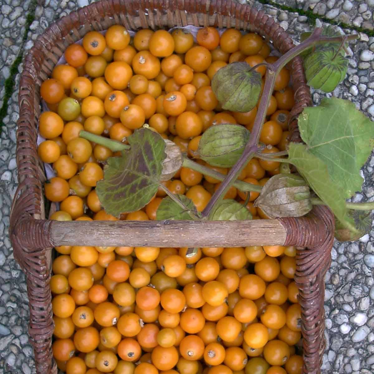 Physalis peruviana BIO en godet - Coqueret du Pérou Godet de 7/8 cm