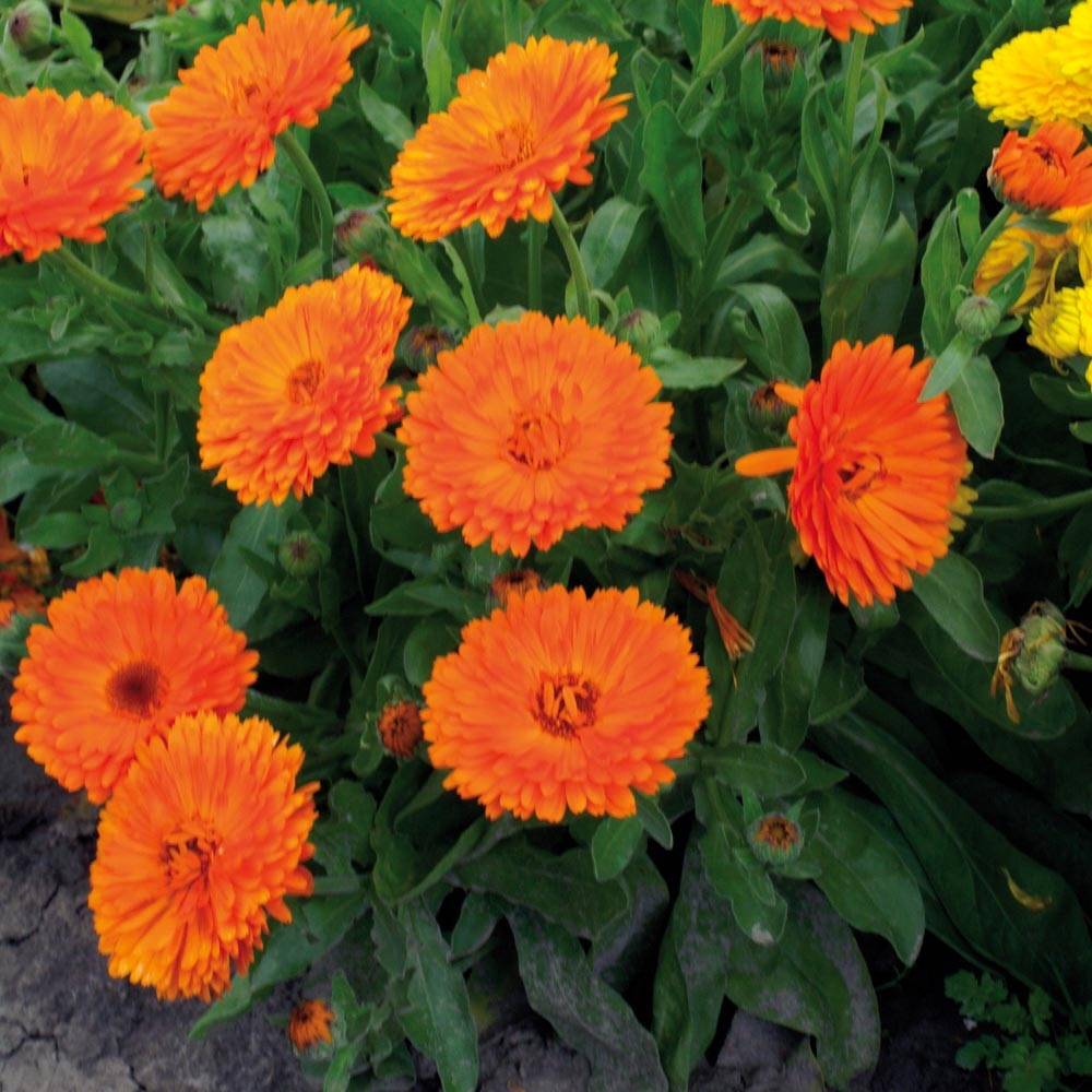 Promesse de Fleurs - Souci des jardins Gitane Orange - Calendula officinalis Mini-motte Ø 3/4 cm (par 5)
