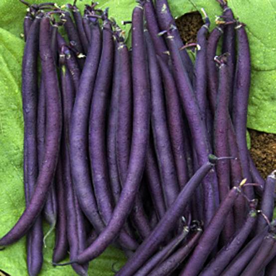Haricot nain mangetout Purple Queen le sachet de 250 graines environ (90g)