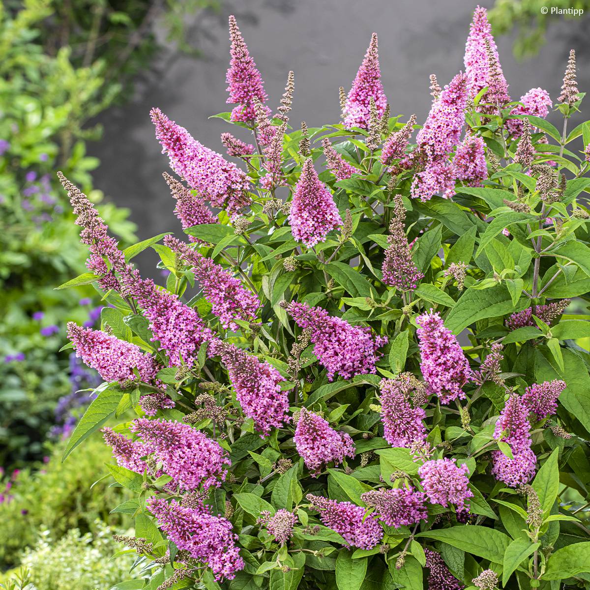 Promesse de Fleurs - Buddleja davidii Butterfly Candy Little Pink - Arbre aux papillons nain Godet de 8/9 cm