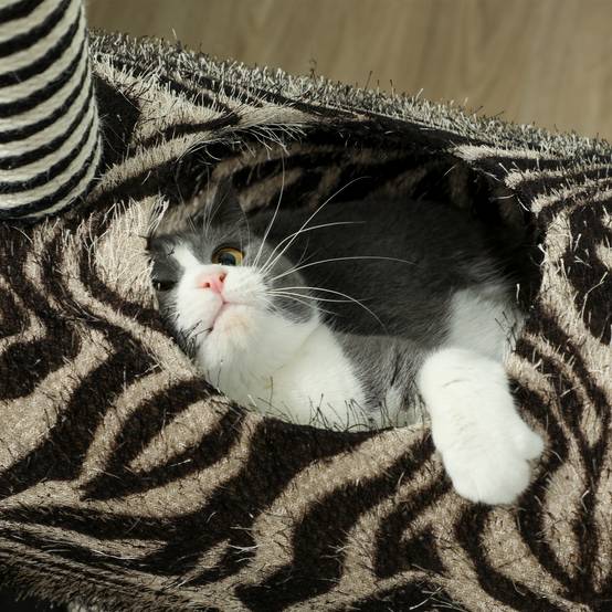 Arbre à chat design zèbre, tunnel Ø25 cm, hauteur 93 cm, poteaux sisal noir et blanc - Image 8