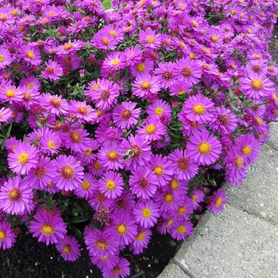 Promesse de Fleurs - Aster dumosus Anneke - Aster nain Pot de 1,5L/2L