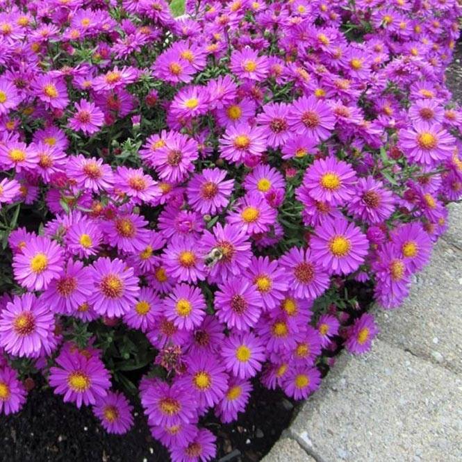 Promesse de Fleurs - Aster dumosus Anneke - Aster nain Pot de 1,5L/2L