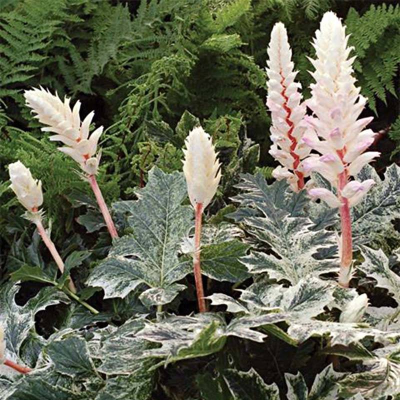 Acanthus Whitewater - Acanthe hybride panachée Pot de 2L/3L