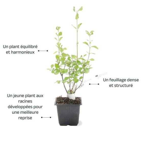 Symphorine 'White Edge' (Symphoricarpos doorenbosii 'White Hedge') - Godet - Taille 20/40cm - Pépinières Naudet - Image 3