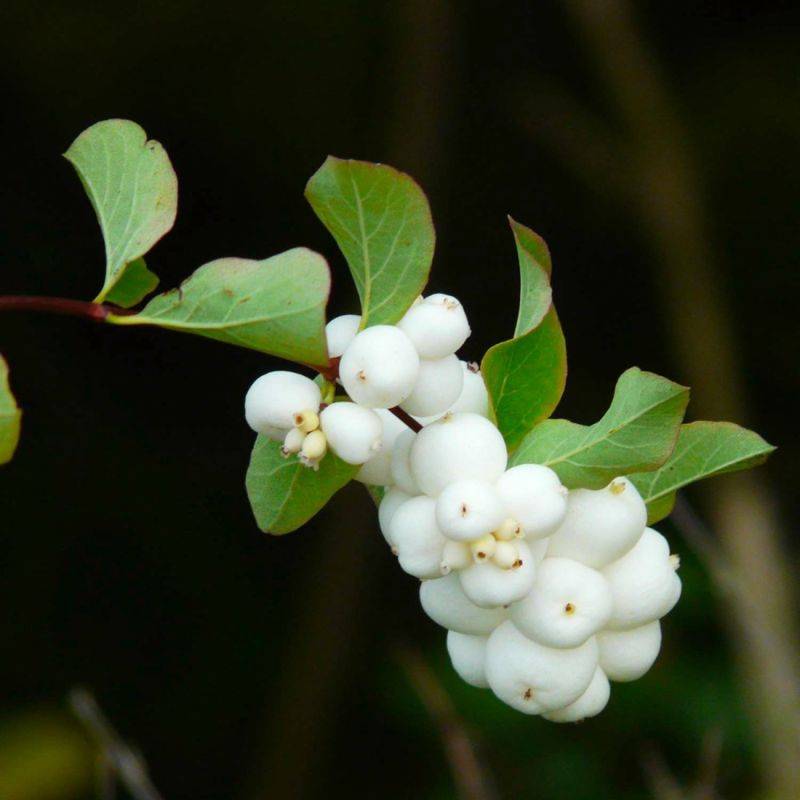 Symphorine 'White Edge' (Symphoricarpos doorenbosii 'White Hedge') - Godet - Taille 20/40cm - Pépinières Naudet - Image 1