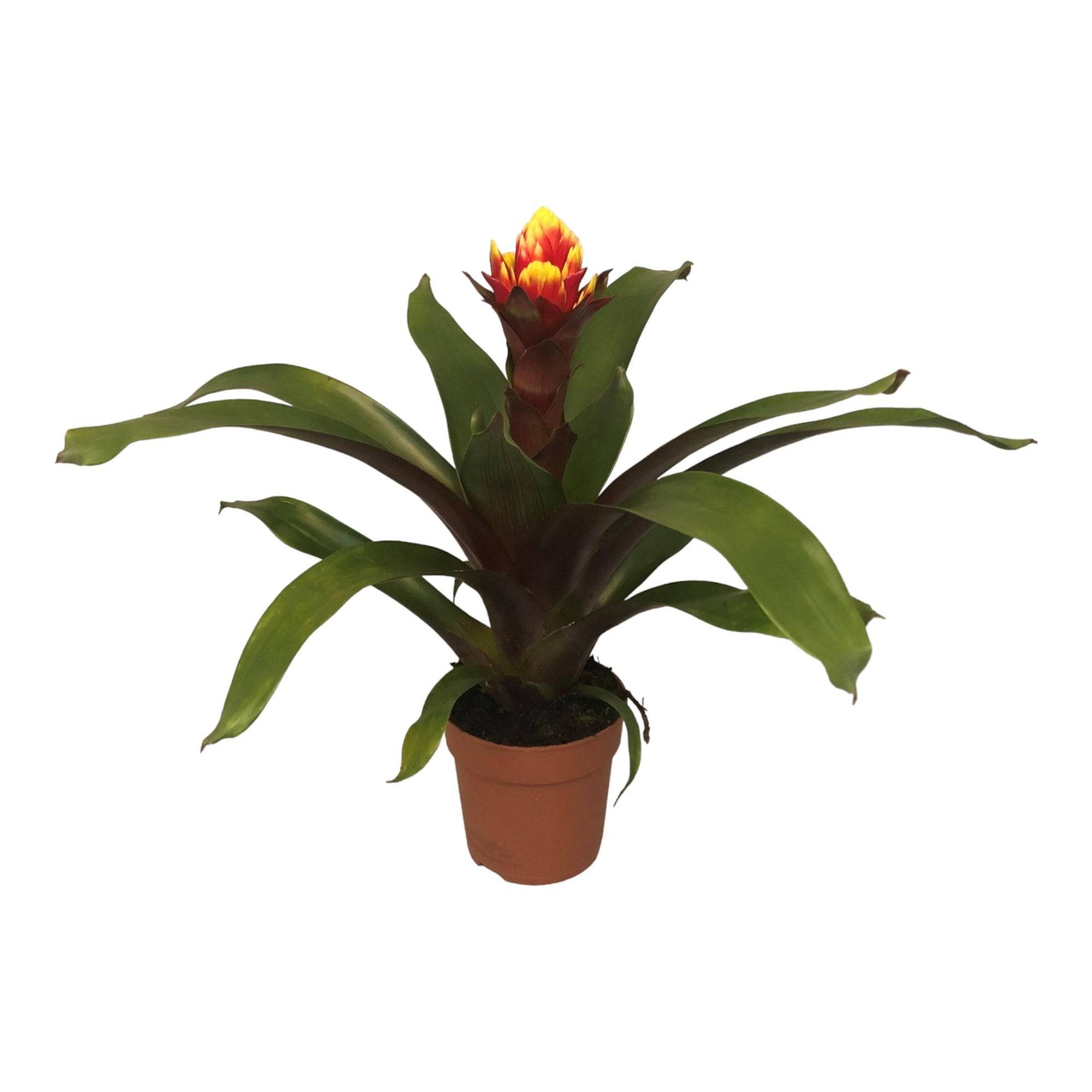 La Green Touch - Guzmania Crown 45cm - Plante d'intérieur- La Green Touch - Imagen 2