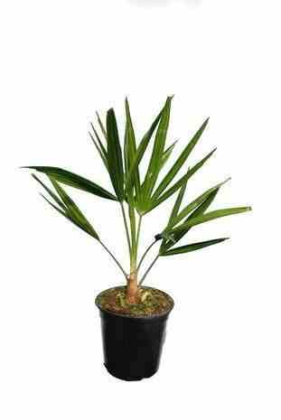 Sans Marque - Trachycarpus wagnerianus (Palmier de chusan, Palmier moulin à vent) Couleur floraison:jaune - Taille:Pot de 110L - Tronc de 160/180cm - 220/250cm - Imagen 5