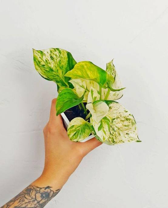 Epipremnum Pinnatum "Pothos" Manjula Medium D. 12cm H. 20cm - Plante d'intérieur - IndoorPoppies - Image 3