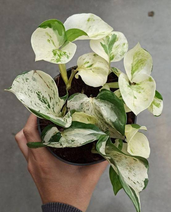 Epipremnum Pinnatum "Pothos" Manjula Medium D. 12cm H. 20cm - Plante d'intérieur - IndoorPoppies - Image 1