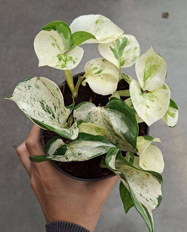 Epipremnum Pinnatum "Pothos" Manjula Medium D. 12cm H. 20cm - Plante d'intérieur - IndoorPoppies - Image 1