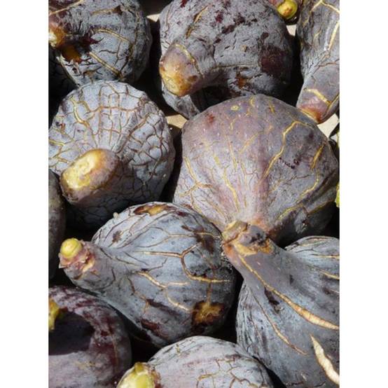 Figuier - Ficus carica Grise De Tarascon Pot de 4L/5L, Buisson