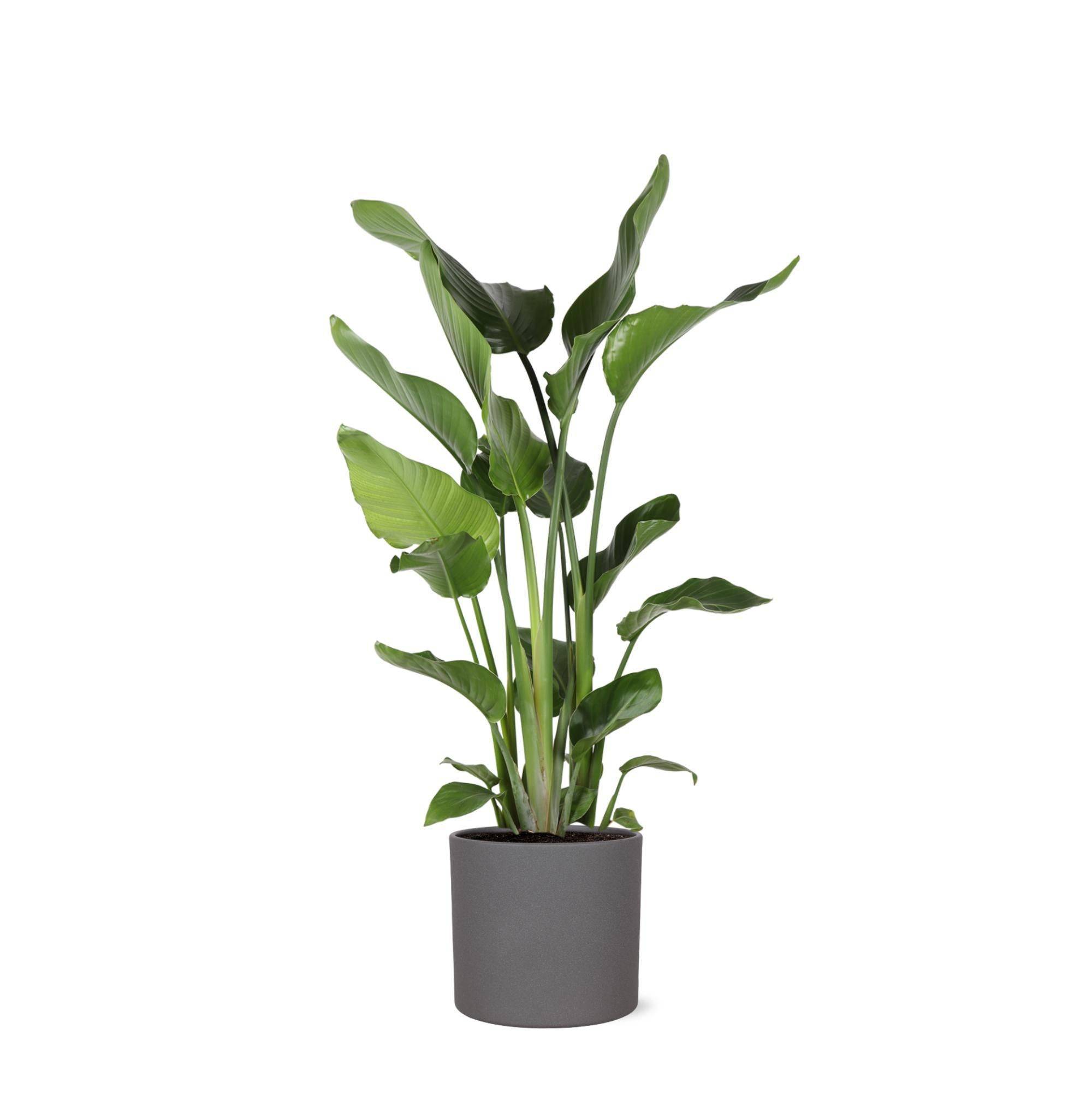 Strelitzia Nicolai et son pot- La Green Touch Anthracite - Hauteur 120cm