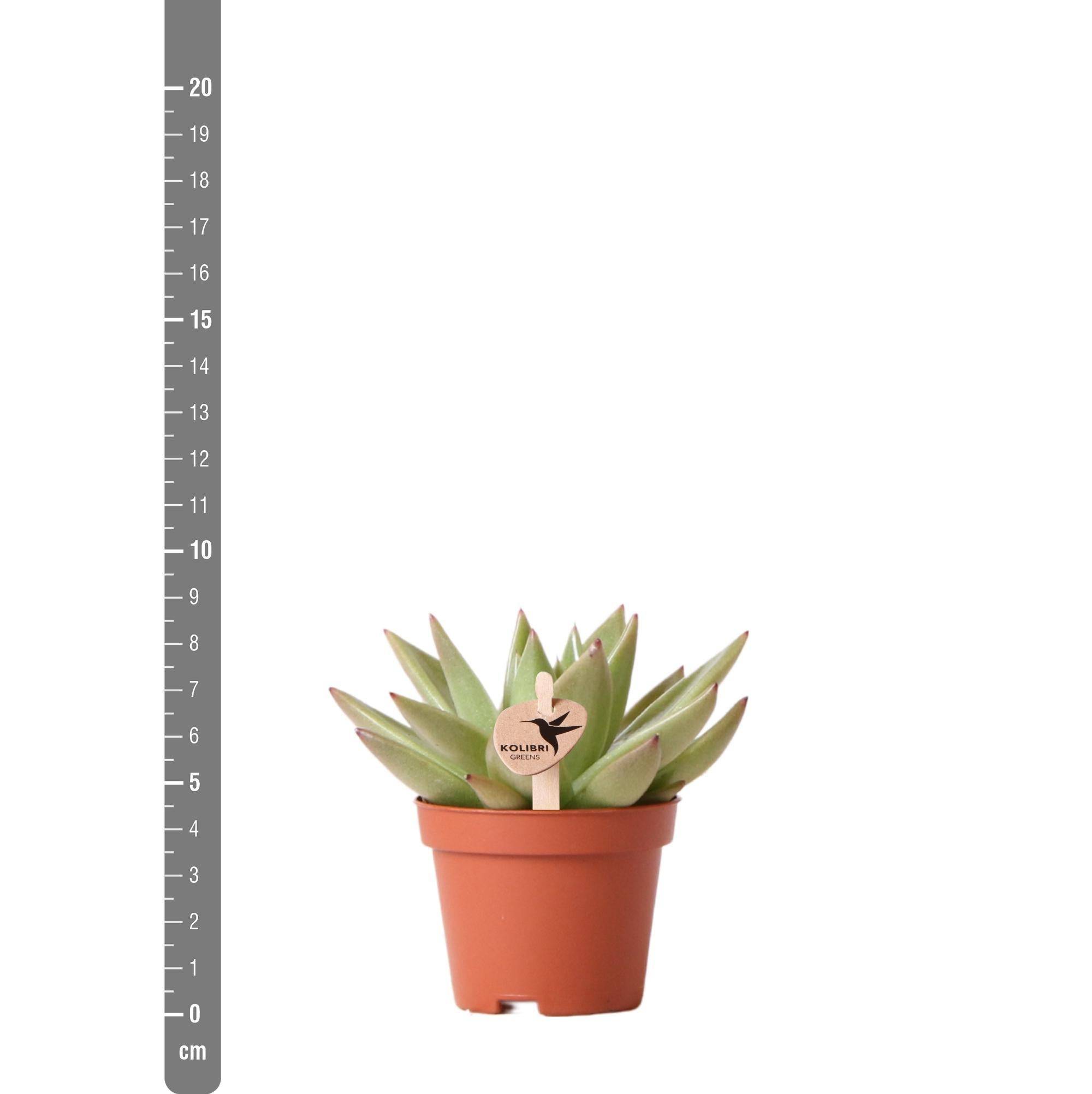 La Green Touch - Echeveria Miranda h9cm - succulente- La Green Touch - Image 2