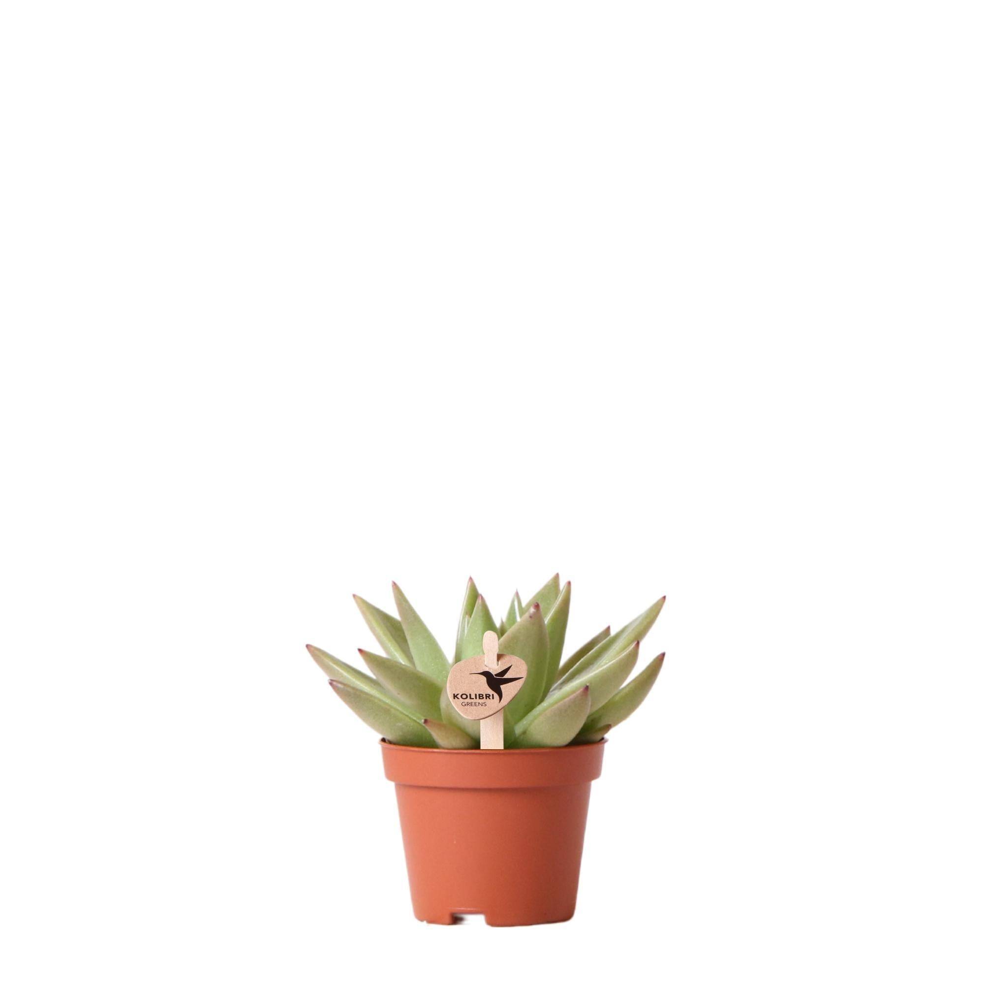 La Green Touch - Echeveria Miranda h9cm - succulente- La Green Touch