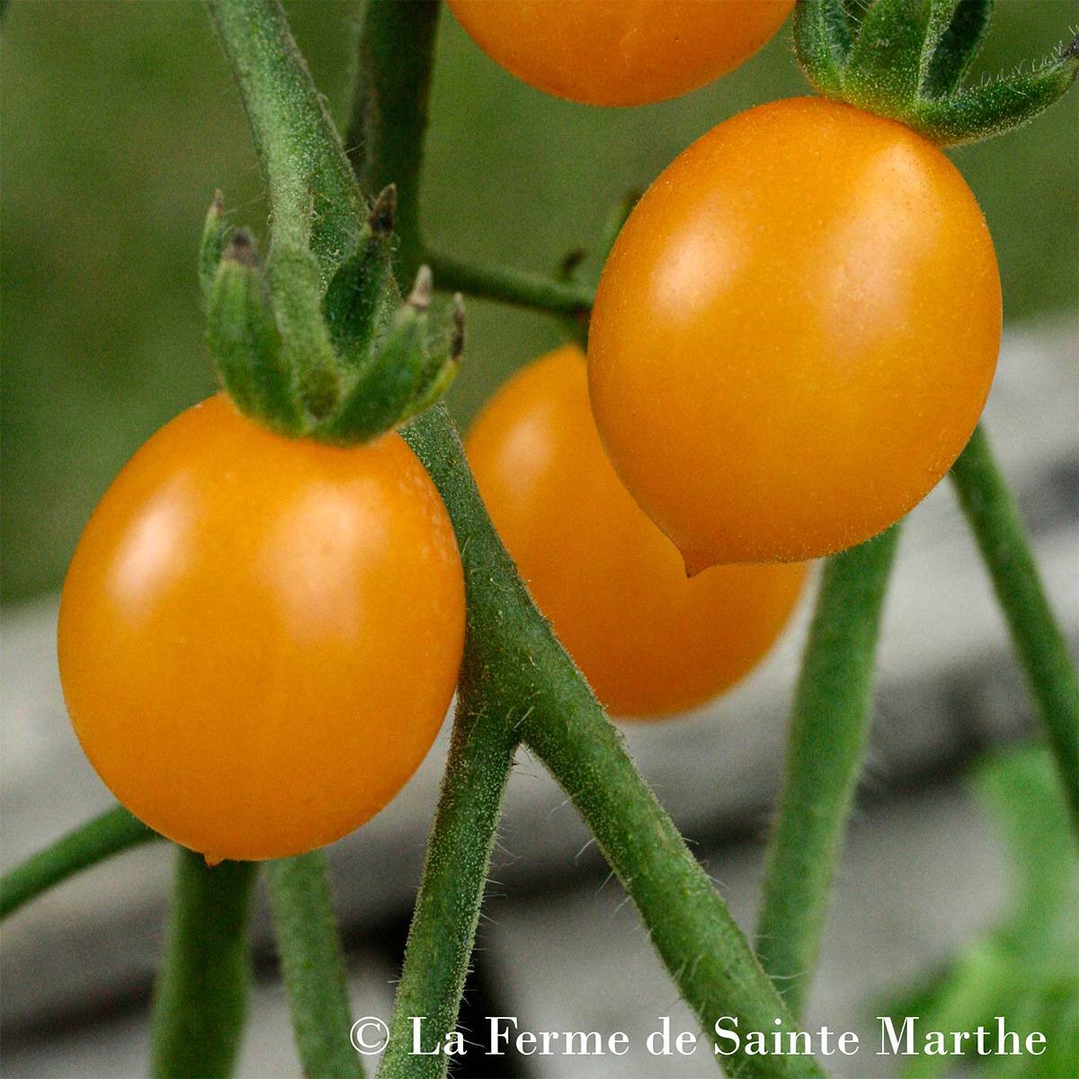 Tomate Cocktail Clémentine Bio - Ferme de Sainte Marthe le sachet de 50 graines environ