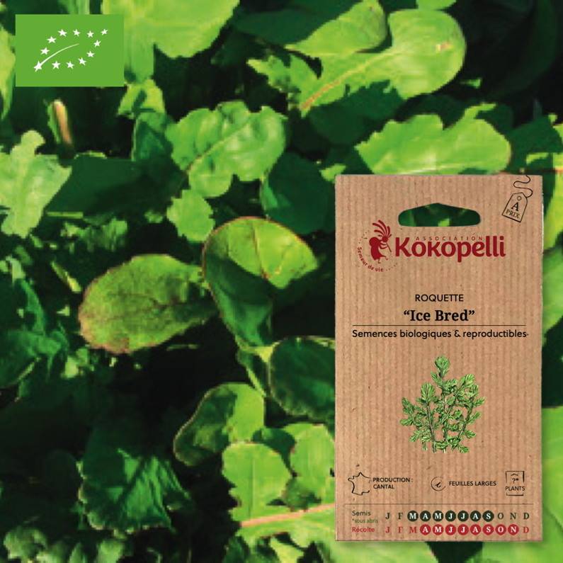 Association Kokopelli - Roquette Ice Bred- Graines bio à semer - Image 1