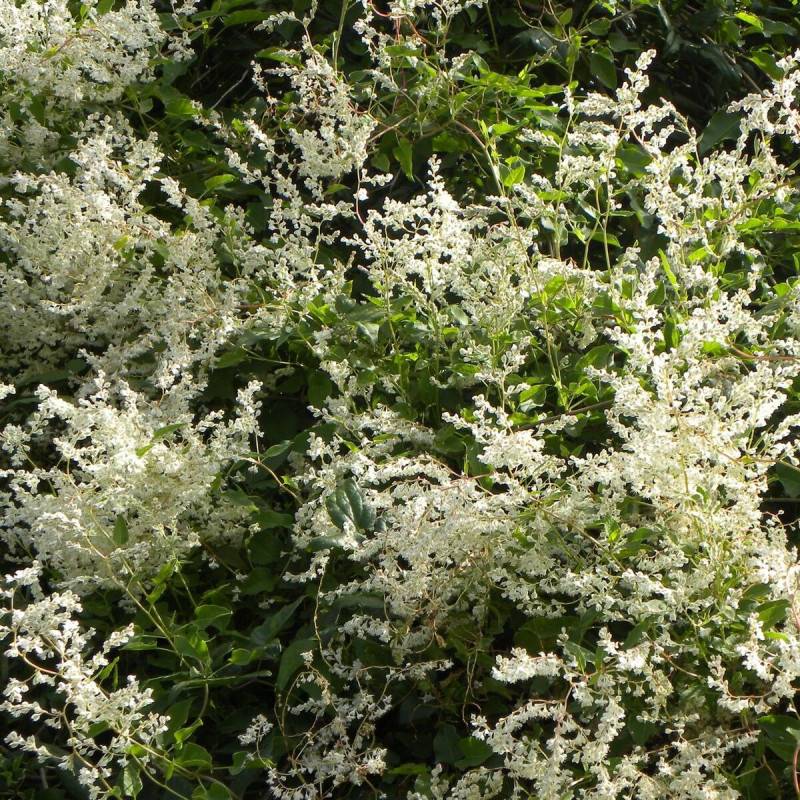Renouée aubertii, Polygonum à fleurs Blanche - feuillage Caduc - Pot de 1,5L - Tuteur bambou 30/60 cm-  hauteur à maturité De 5,00 m à 10,00 m - Imagen 1