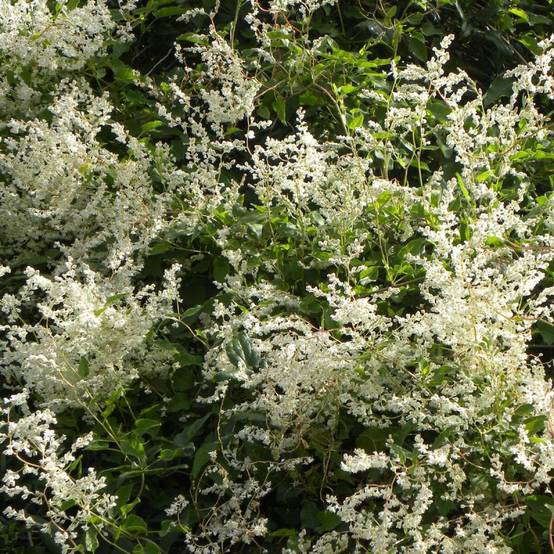 Renouée aubertii, Polygonum à fleurs Blanche - feuillage Caduc - Pot de 1,5L - Tuteur bambou 30/60 cm- hauteur à maturité De 5,00 m à 10,00 m - Image 4