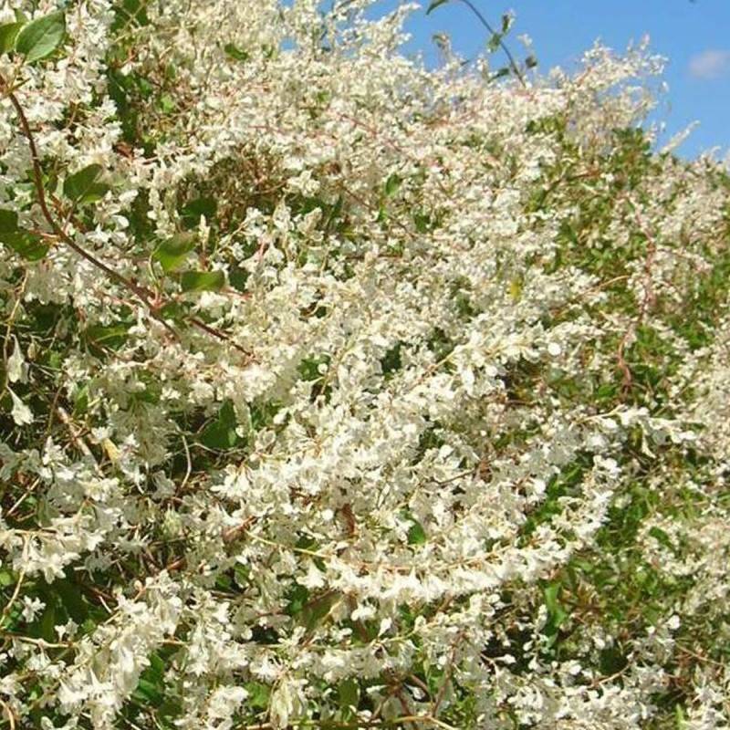 Renouée aubertii, Polygonum à fleurs Blanche - feuillage Caduc - Pot de 1,5L - Tuteur bambou 30/60 cm-  hauteur à maturité De 5,00 m à 10,00 m - Imagen 2