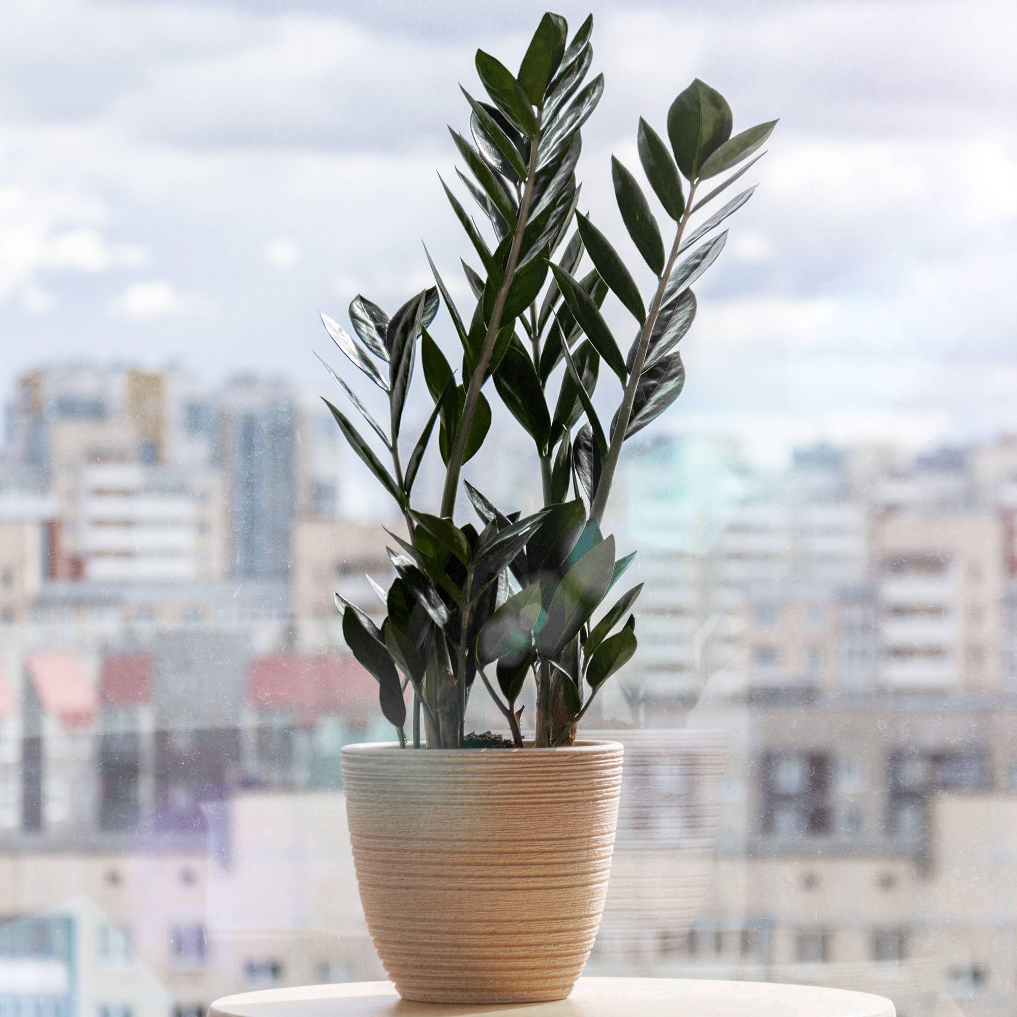 Gardenersdream - Zamioculcas "Raven" - Plante Zz Noire | De 30 À 40 Cm En Pot | Plantes D'Intérieur - GardenersDream