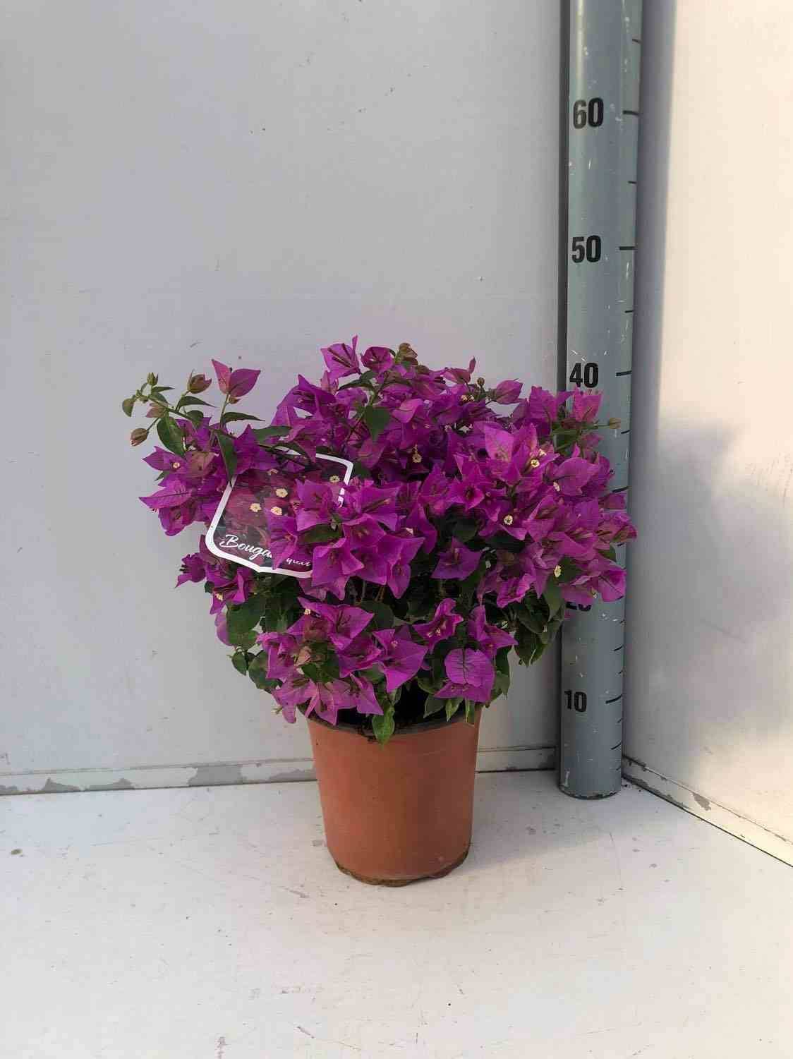 Sans Marque - Bougainvillier vera (bougainvillier très florifère) Couleur floraison:Rose - Taille:Pot de 2 litres - 30/50 cm - Image 1
