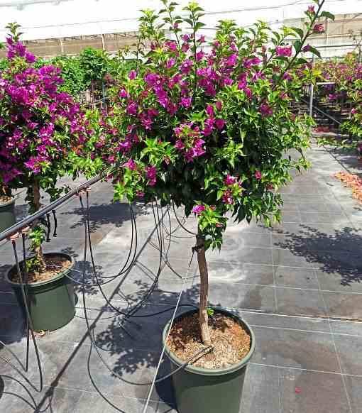 Sans Marque - Bougainvillier vera (bougainvillier très florifère) Couleur floraison:Rose - Taille:Pot de 2 litres - 30/50 cm - Image 4