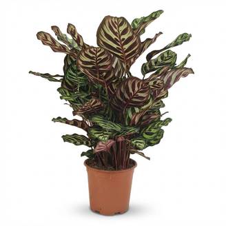 Calathea Makoyana - Pot de 19cm - Hauteur 70cm - Sans cache-pot - Plantes d'intérieur
