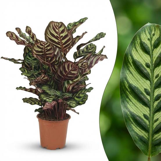Calathea Makoyana - Pot de 19cm - Hauteur 70cm - Sans cache-pot - Plantes d'intérieur - Image 2