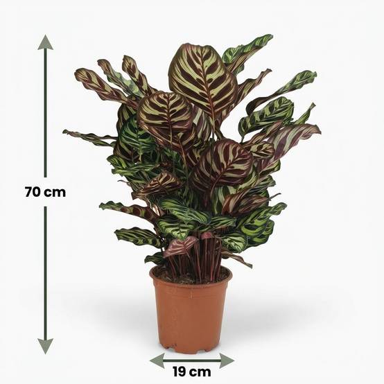 Calathea Makoyana - Pot de 19cm - Hauteur 70cm - Sans cache-pot - Plantes d'intérieur - Image 5