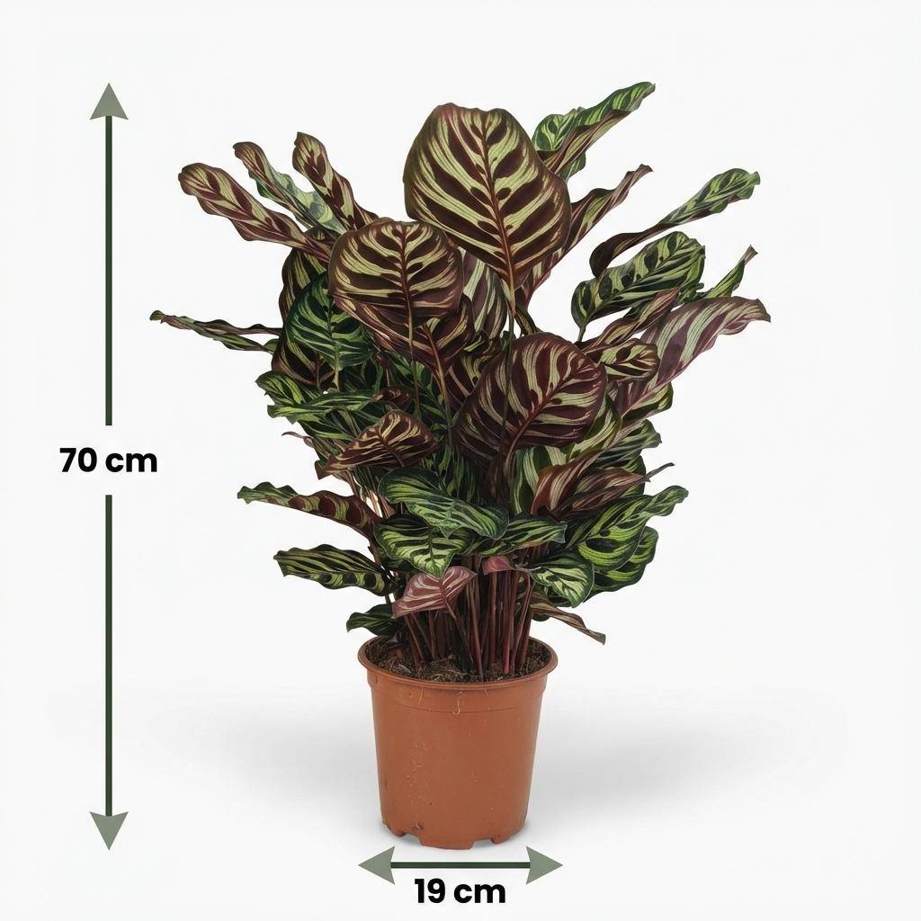 Calathea Makoyana - Pot de 19cm - Hauteur 70cm - Sans cache-pot - Plantes d'intérieur - Image 5