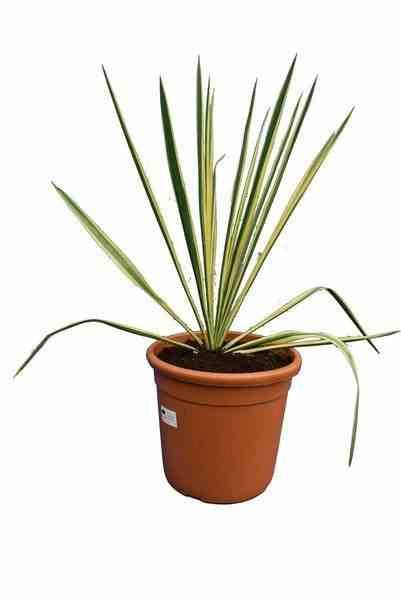 0 - Yucca filamentosa (Yucca filamenteux) Pot de 8 litres - 60/80 cm - Image 2