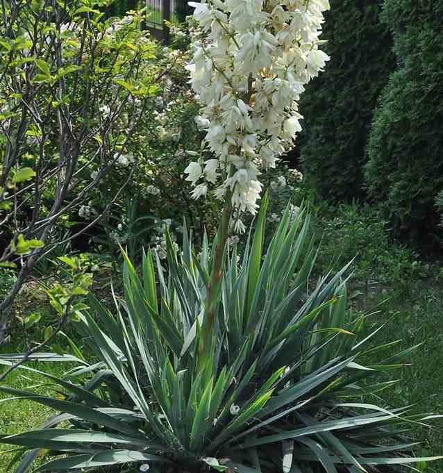 0 - Yucca filamentosa (Yucca filamenteux) Pot de 8 litres - 60/80 cm - Image 3