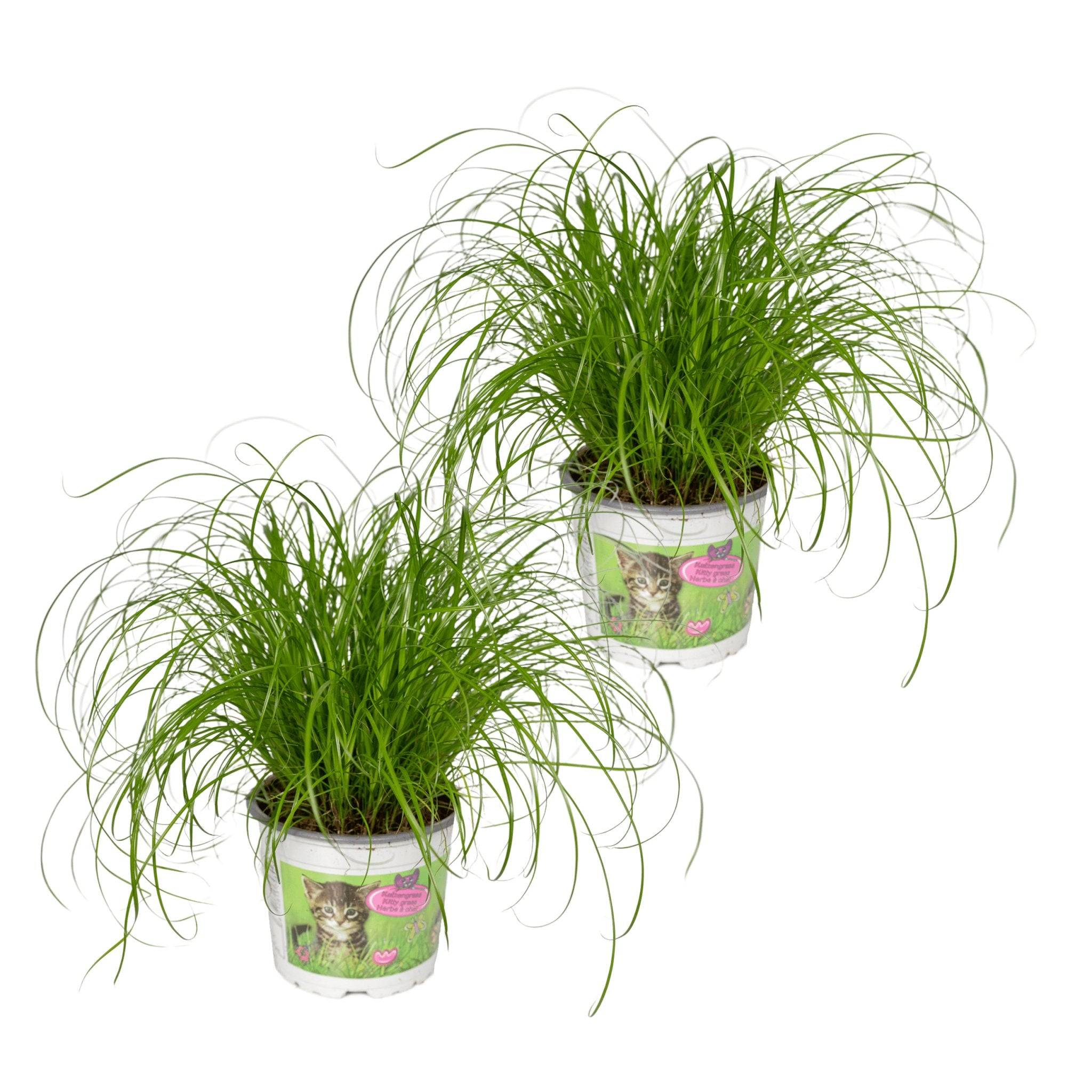 Cyperus Alternifolius (Herbe à Chat) - H20cm