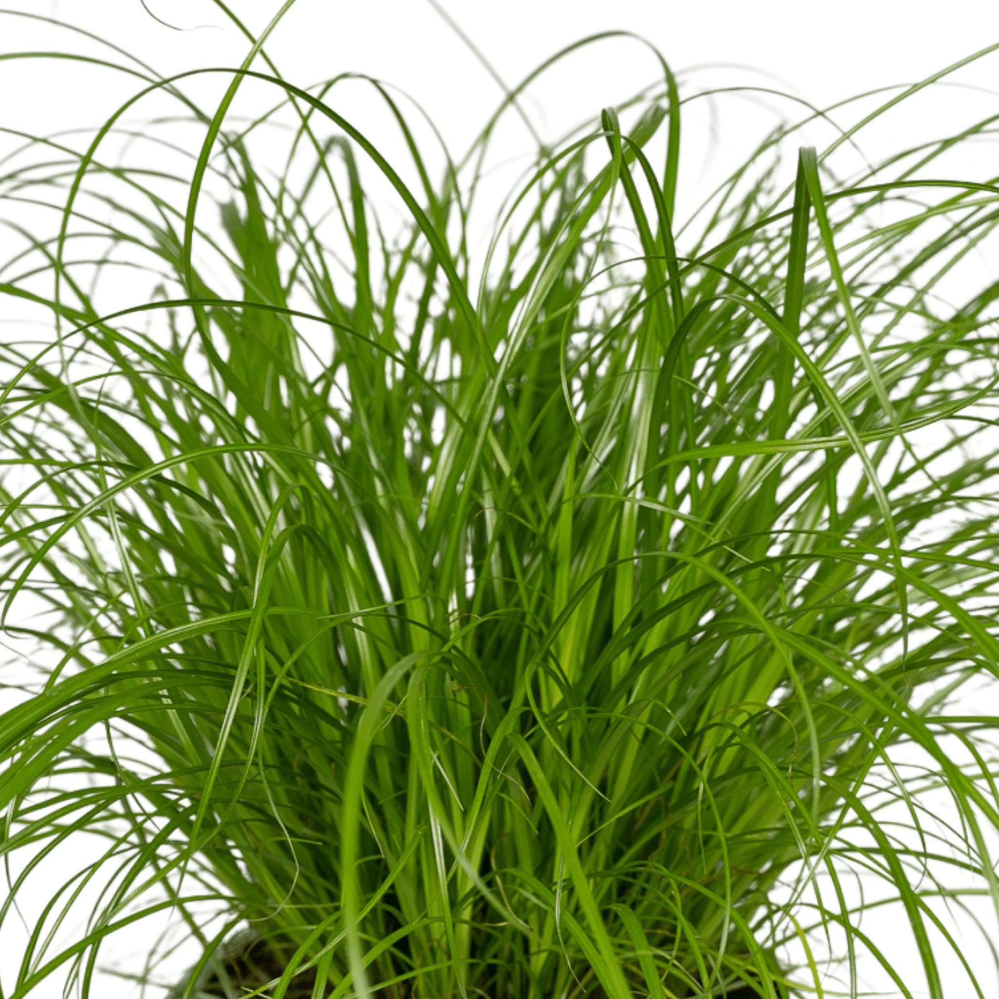 La Green Touch - Cyperus Alternifolius (Herbe à Chat) - H20cm - Image 3