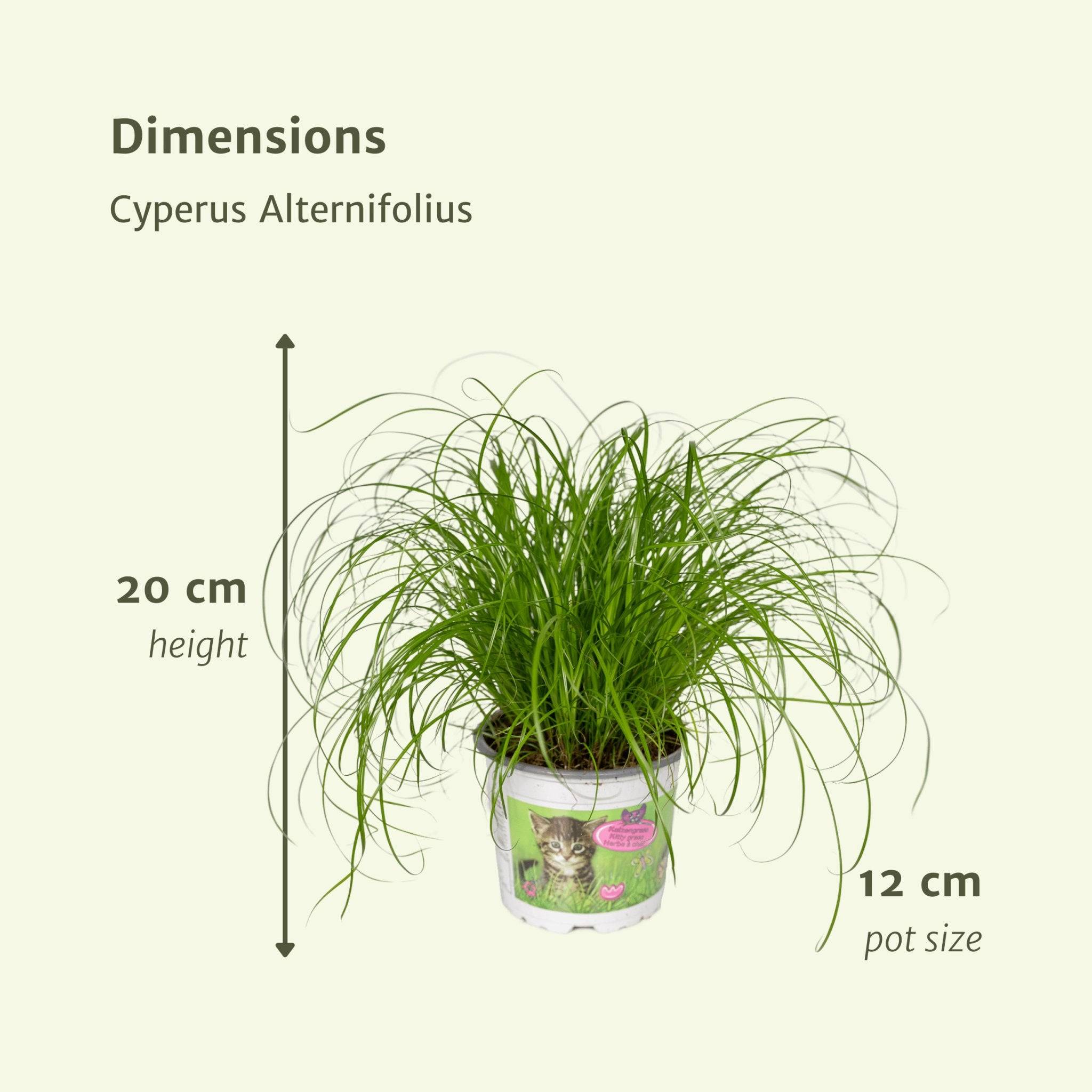 La Green Touch - Cyperus Alternifolius (Herbe à Chat) - H20cm - Image 4