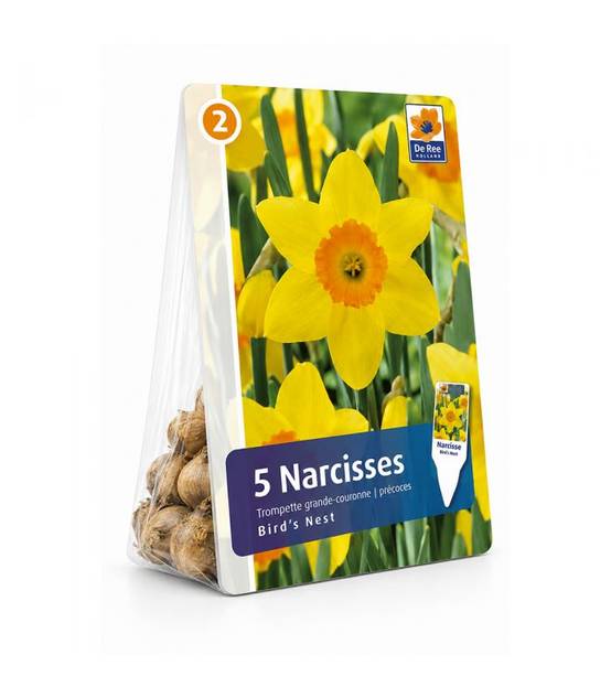 Narcisse Red Devon Sgaravatti 5 bulbes jaunes à couronne rouge, floraison bicolore pour massifs et bouquets - 617263 - Image 2