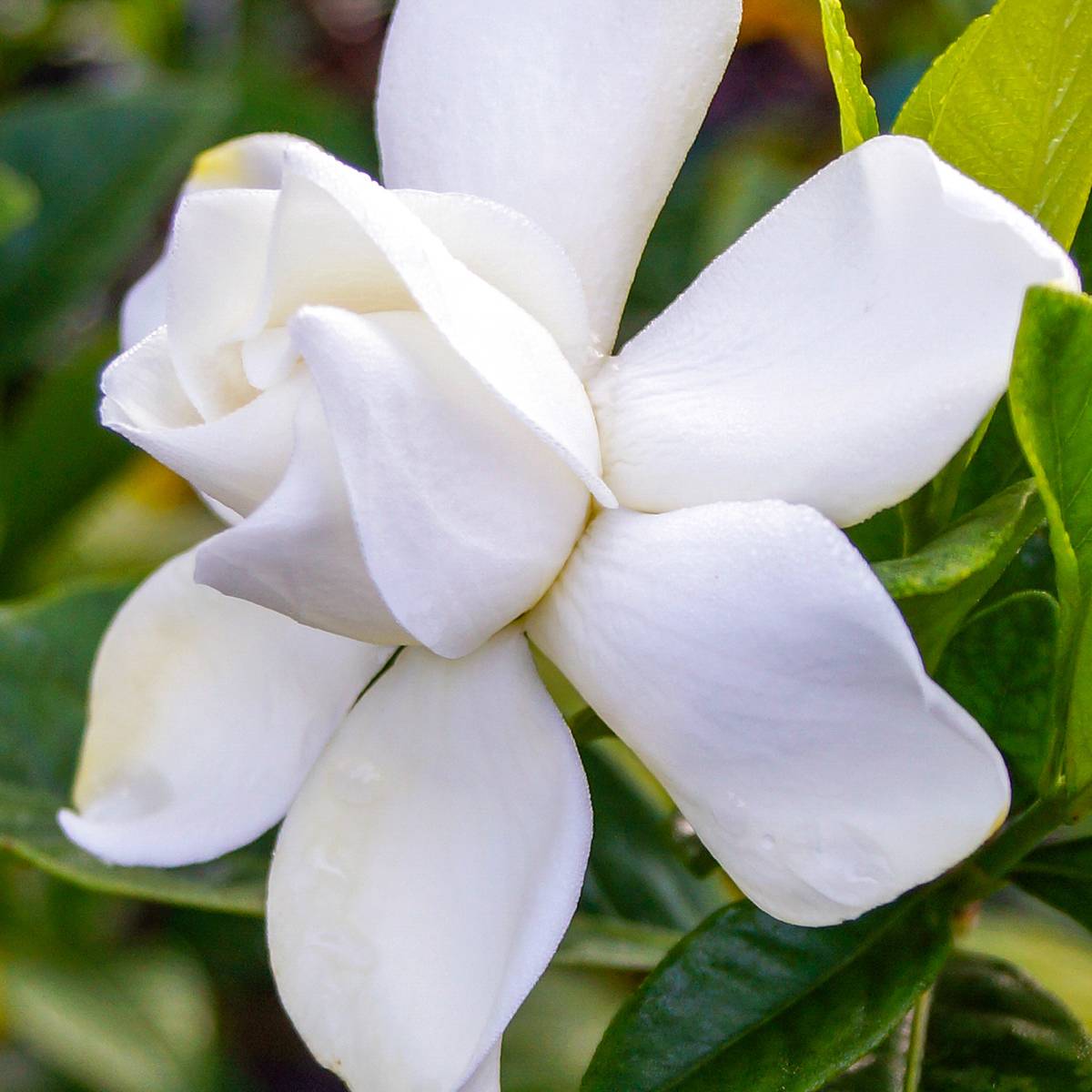 Promesse de Fleurs - Gardenia jasminoides Summer Snow Pot de 3L/4L - Image 1