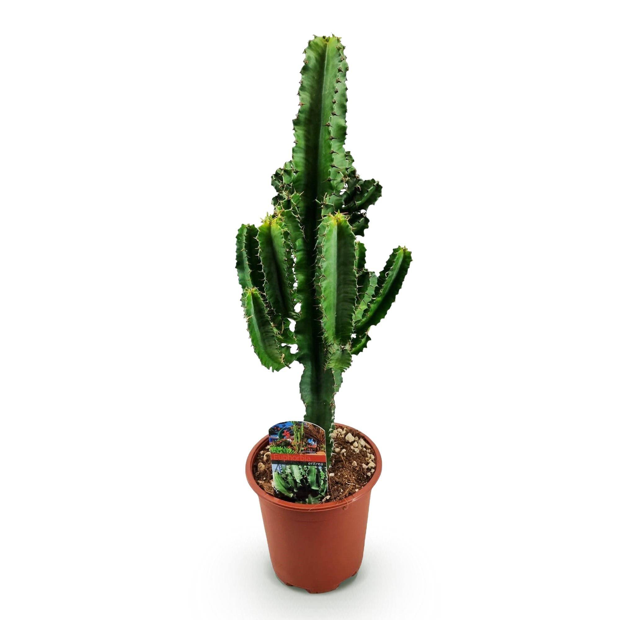 La Green Touch - Euphorbia Eritrea - D17 H60cm - Image 3