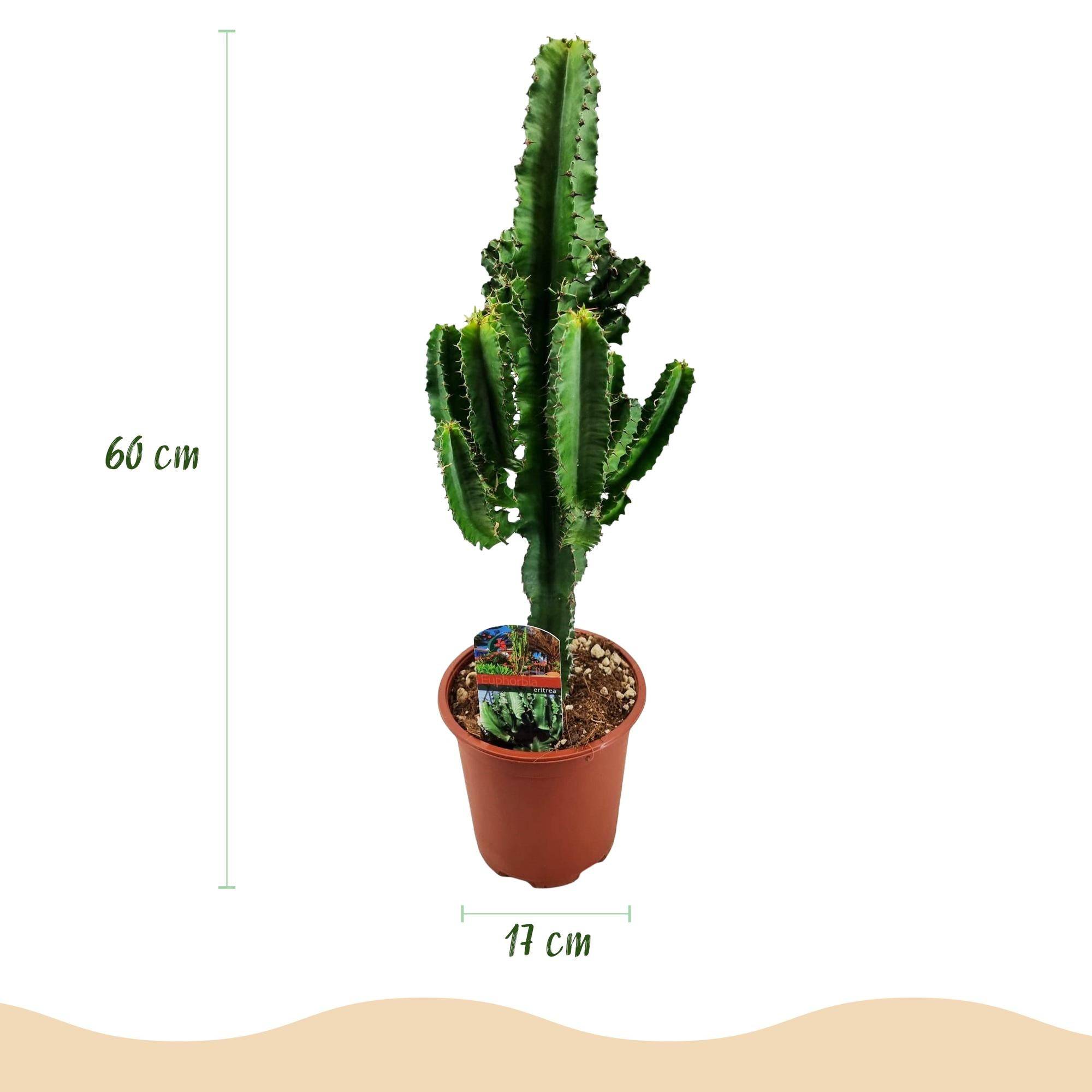 La Green Touch - Euphorbia Eritrea - D17 H60cm - Image 4