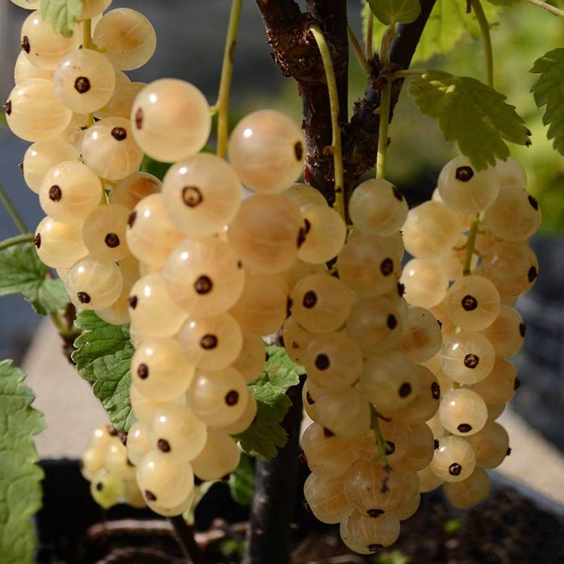 Promesse de Fleurs - Groseillier à grappes blanches Zitavia Pot de 2L/3L, Touffe