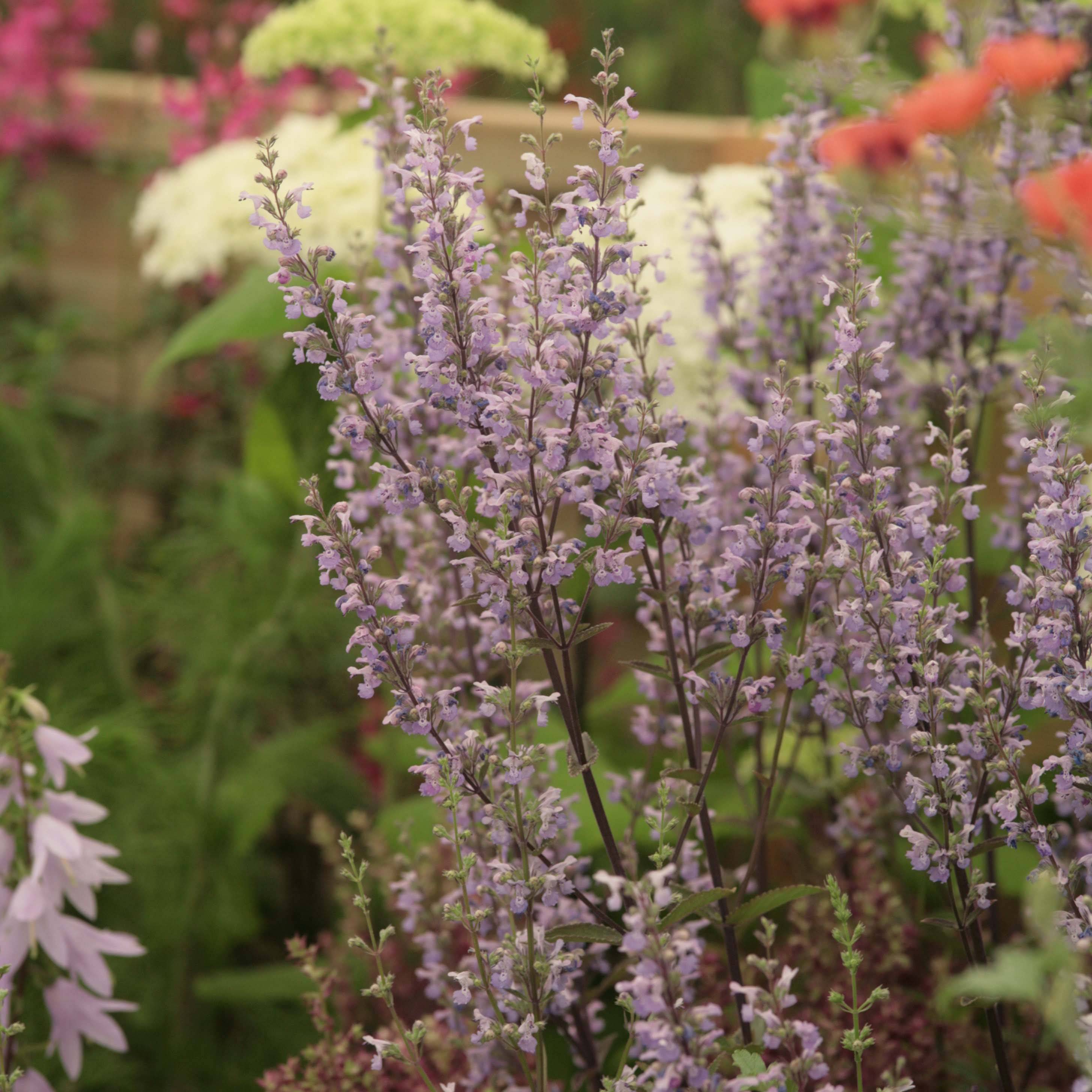Promesse de Fleurs - Nepeta nuda Purple Cat - Chataire Godet de 8/9 cm